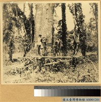 藏品(熱帶雨林伐木作業)的圖片